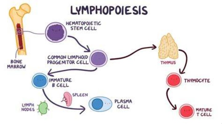 Where do T cells develop and mature?